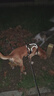 COCS狗胸背帶中大型犬背心式牽引繩防沖爆拉布拉多金毛柴犬邊牧遛狗繩 卡其狗胸背帶1個(gè)-1.5米狗繩1根 L-(胸圍54-71cm  建議28-45斤） 曬單實(shí)拍圖