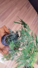 開(kāi)時(shí)果 文竹盆栽桌面擺件盆景 辦公室植物竹子水培綠植盆景源頭直發(fā)包郵 【熱銷(xiāo)款】舍得紫砂盆+苔蘚+底座 曬單實(shí)拍圖