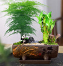 愛(ài)優(yōu)尚富貴竹文竹盆栽桌面擺件禪意盆景辦公室招財植物源頭直發(fā) 曬單實(shí)拍圖