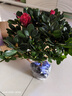 杜鵑花四季開(kāi)花杜鵑盆栽杜鵑花苗陽(yáng)臺客廳帶花苞懶人花卉 1盆【原土原盆】 曬單實(shí)拍圖
