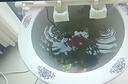 君閔景德鎮(zhèn)陶瓷魚缸養(yǎng)金魚缸睡蓮盆荷花缸碗蓮缸烏龜大水缸盆客廳擺件 卷口白荷花小號直徑40cm 曬單實拍圖