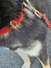 KAMPET狗狗項圈刻字大型犬中型小型犬大狗小狗圈狗脖套牽引繩狗繩真牛皮 紅色項圈 S 頭層牛皮 曬單實(shí)拍圖