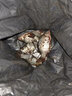 民間藝人月白輕口鯽魚漂專用高靈敏加粗細(xì)尾醒目納米釣鯉魚漂野釣浮漂 A05+小棗核加粗尾 2號(hào)一支 曬單實(shí)拍圖