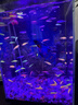 米家智能桌面魚缸 豎式背濾系統(tǒng)免裝 APP遠程喂食魚缸 米家智能桌面魚缸 曬單實拍圖