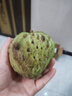 京地達云南牛奶釋迦果鳳梨2斤單果250g+京東自營(yíng)新鮮水果 源頭直發(fā)包郵 曬單實(shí)拍圖