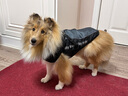 超可耐防風(fēng)防水柯基衣服柴犬雪納瑞泰迪冬季保暖狗狗衣服2025可牽引棉衣 隕石灰 XL碼（適合15-19斤） 曬單實(shí)拍圖