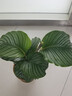 青蘋果竹芋盆栽室內(nèi)吸甲醛凈化空氣辦公桌面觀葉植物四季常青好養(yǎng) 蘋果竹芋55-60厘米【原土】 曬單實拍圖
