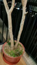 世家大樹(shù)移栽生根液植物通用生根劑果樹(shù)苗木移栽成活液大型植物發(fā)根液 曬單實(shí)拍圖