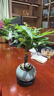 八芽盆栽發(fā)財樹(shù)植物室內禪意招財樹(shù)盆景辦公室桌面綠植源頭直發(fā)包郵 辮子發(fā)財樹(shù)-圓肚盆-熊貓-密胺托 含盆 曬單實(shí)拍圖