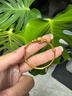 金至尊（3DG Jewellery）歲歲平安黃金手鐲古法足金手鐲復古童鐲金鐲子周歲新年禮物計價(jià) 金重10.90克（配珠寶禮盒） 曬單實(shí)拍圖
