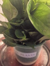 雙盟綠蘿盆栽除甲醛花卉綠植辦公室新房?jī)艋諝?80加侖2盆裝源頭直發(fā) 曬單實(shí)拍圖