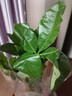 格調生活大號發(fā)財樹(shù)室內三桿陶瓷盆陽(yáng)臺辦公好養綠植盆栽花卉招財寓意植物 單桿發(fā)財樹(shù)原盆 帶盆栽好 曬單實(shí)拍圖