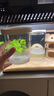 歡刻魚(yú)缸隔離盒懸浮雙層孵化器魚(yú)苗隔離孔雀魚(yú)繁殖盒迷你鸚鵡魚(yú)繁殖罐 懸浮式雙層（大中號套裝） 曬單實(shí)拍圖