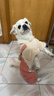 阿莫爾狗狗衣服秋冬裝可愛(ài)背帶褲棉衣寵物貓咪小型犬冬季加絨保暖四腳衣 小兔四腳衣 XL【建議10-14斤 具體參考胸圍背長(cháng)】 具體參考胸圍背長(cháng) 曬單實(shí)拍圖