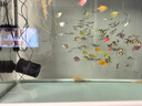 森森（SUNSUN）造浪泵魚(yú)缸水族箱沖浪泵耀藍造流吹糞便吹魚(yú)便 磁鐵款5W 流量調節 適合60-80cm魚(yú)缸 曬單實(shí)拍圖