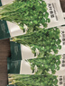 北蔬 香菜種子苗老品種四季盆栽大葉芫荽陽(yáng)臺菜籽 大葉香菜種子600粒 曬單實(shí)拍圖