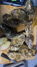 百鮮洽乳山生蠔鮮活特大牡蠣帶殼生吃海蠣子新鮮海鮮水產(chǎn)貝類(lèi)聚會(huì )燒烤 【超大號】5XL帶箱5斤(約8-10只) 曬單實(shí)拍圖