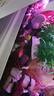 七彩天使魚(yú)紅天使綠老虎大型熱帶金魚(yú)觀(guān)賞魚(yú)好養耐活 2-3cm七彩色天使7條送1條備損 曬單實(shí)拍圖