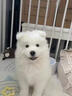 純種薩摩耶幼犬活體微笑天使薩摩耶白色可愛(ài)型幼犬寵物狗活物 寵物級 公 曬單實(shí)拍圖