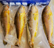 鮮京采 冷凍三去黃花魚(yú)(寧德大黃魚(yú))1700g (5條裝)  禮盒 生鮮海魚(yú)  曬單實(shí)拍圖