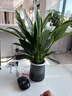【熱銷(xiāo)款】白掌一帆風(fēng)順盆栽水培植物室內花綠植紅掌發(fā)財樹(shù)吸甲醛 特級白掌帶花+繁星自吸盆 曬單實(shí)拍圖