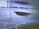 印尼純血紅龍魚(yú)活魚(yú)大湖辣椒赤血紅龍魚(yú)苗幼苗熱帶魚(yú)中大型觀(guān)賞魚(yú) 七彩銀龍魚(yú) 14-16cm【發(fā)色包紅】 曬單實(shí)拍圖