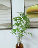 水培米竹室內盆栽植物水養觀(guān)音竹富貴竹南天竹客廳竹子花卉綠植 精品米竹10顆【30-40厘米】 曬單實(shí)拍圖