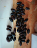 溪味道東北特產(chǎn)遼寧柞樹(shù)蠶蛹新鮮活蛹個(gè)大黑蟬蛹黃繭蛹大繭蛹尖蛹 小黑繭蛹（二斤約120頭） 1000g 曬單實(shí)拍圖
