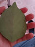 首力樹(shù)葉便利貼創(chuàng  )意葉子便簽紙條外賣(mài)可愛(ài)ins便條貼diy留言本標簽貼紙 【超值裝】樹(shù)葉便利貼-250張/5本 曬單實(shí)拍圖