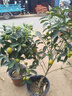 原仟森脆皮金桔帶果發(fā)貨盆栽樹(shù)苗四季果樹(shù)可食用橘子苗脆皮金橘室內常綠 脆皮金桔5年苗（帶花苞或帶果發(fā)貨）洗洗連皮可以起吃 曬單實(shí)拍圖