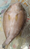 鮮京采三去海鱸魚(yú)3斤/3條 生鮮魚(yú)類(lèi) 白蕉鱸魚(yú)地標 中秋家宴魚(yú)類(lèi)源頭直發(fā) 曬單實(shí)拍圖