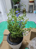 愛(ài)優(yōu)尚藍雪花爬藤大苗庭院花卉盆栽特大耐熱陽(yáng)臺藤四季開(kāi)花蛋盆源頭直發(fā) 曬單實(shí)拍圖
