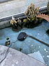 歐亞瑟魚(yú)池過(guò)濾器水循環(huán)凈化系統戶(hù)外庭院景觀(guān)流水錦鯉魚(yú)池過(guò)濾箱 12立方普通觀(guān)賞魚(yú)簡(jiǎn)易版總魚(yú)量不超過(guò)12公斤 曬單實(shí)拍圖
