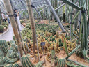 DAGO富勒烯胎盤素精華液可搭左旋VC羊胎素小雞腿膠囊30粒 1盒 曬單實(shí)拍圖
