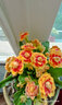 稀有長(cháng)壽花金狐貍盆栽大花重瓣四季開(kāi)花帶花苞室內外花卉直銷(xiāo) 精選金狐貍+黃色花苞多 原盆原土+肥料 曬單實(shí)拍圖