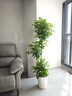 植男植女幸福樹(shù)造型綠寶盆栽真綠植客廳室內大型綠植辦公喬遷新居源頭直發(fā) 曬單實(shí)拍圖