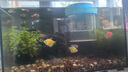 元童孔雀魚(yú)繁殖盒漂浮魚(yú)缸隔離盒小魚(yú)魚(yú)苗孵化盒母魚(yú)產(chǎn)房魚(yú)缸孵化器 藍色【大號套裝】 【漂浮式繁殖隔離盒-高清透亮】 曬單實(shí)拍圖