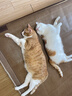 皇家室內成貓糧 I27 通用糧 12月以上 4.5KG 曬單實(shí)拍圖