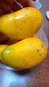 顧果鮮海南小臺芒9斤新鮮應季當季熱帶時(shí)令水果小臺農芒果整箱甜心芒 9斤凈重8.5斤 【大果】 曬單實(shí)拍圖