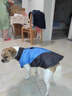 亞禾狗狗衣服保暖防風(fēng)棉服冬季防寒過(guò)冬厚款外套露營(yíng)外衣柴犬柯基靈緹 V字形馬甲【藍色+黑色】 S（建議體重5斤內） 曬單實(shí)拍圖