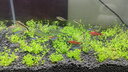 羅師傅孔雀魚(yú)食紅綠燈魚(yú)飼料蝦糧斗魚(yú)小型魚(yú)小粒魚(yú)糧幼魚(yú)開(kāi)口飼料魚(yú)糧 孔雀魚(yú)燈魚(yú)專(zhuān)用糧 1瓶（75g/瓶） 曬單實(shí)拍圖