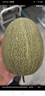 京鮮生 哈密瓜/西州蜜 4粒裝 凈重10斤起 單果2.5斤起 生鮮水果禮盒 曬單實(shí)拍圖