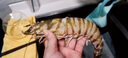 野生花蝦特大斑節蝦九節蝦基圍蝦大蝦竹節蝦黑虎蝦海蝦明蝦鮮活 500g(凈重)  鮮蝦速凍《1斤4-5條》23-25cm 曬單實(shí)拍圖