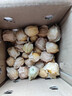 東北姑娘果新鮮當季水果酸甜燈籠果甜菇娘果整箱特產(chǎn)源頭直發(fā)包郵 【帶箱0.5斤】 單果5g+ 曬單實(shí)拍圖