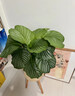 花翁北歐海芋盆栽辦公室內桌面綠植花卉 青蘋(píng)果竹芋+四宮格盆源頭直發(fā) 曬單實(shí)拍圖