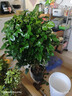 獨桿幸福樹(shù)叢生客廳室內好養花盆景綠植辦公室吸甲醛四季常青植物 精品叢生幸福樹(shù)高80-90厘米（螺紋盆） 帶盆栽好 曬單實(shí)拍圖
