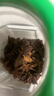 飲食派INSPIRATION SPICE大紅八角 158g罐裝 山姆定制款秋果大料八角茴香火鍋調(diào)料 調(diào)味品 曬單實(shí)拍圖