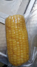 果園匯（Orchard remit）東北黃玉米棒 凈重10根裝真空包裝 單根200g以上 新鮮黃玉米棒 曬單實(shí)拍圖