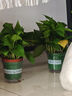 雙盟綠蘿盆栽除甲醛花卉綠植辦公室新房?jì)艋諝?120款10盆源頭直發(fā) 曬單實(shí)拍圖