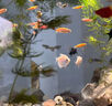 魚(yú)缸清洗神器魚(yú)缸水質(zhì)凈化劑魚(yú)缸凈水劑50年不換水去綠去黃水神器 買(mǎi)二贈一【魚(yú)缸一滴清】三瓶裝 曬單實(shí)拍圖
